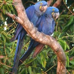Hyacinth Macaw , 7 Nice Parrot Cage Hyacinth Macaw In Birds Category