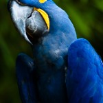 Hyacinth Macaw , 7 Cool Hyacinth Macaws In Birds Category