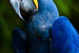 Hyacinth Macaw in Bug
