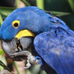 Hyacinth Macaw , 8 Wonderful Hyacinth Macaws In Birds Category