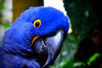 Hyacinth Macaw , 8 Wonderful Blue Hyacinth Macaw In Birds Category