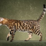 Image Bengal cat , 7 Charming Pictures Of Bengal Cats In Cat Category