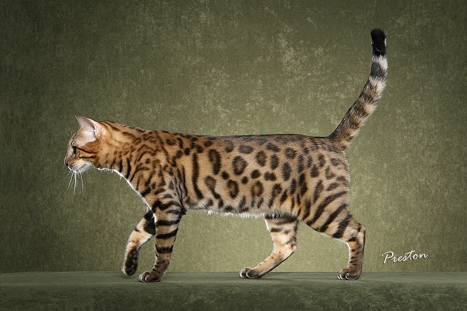 Cat , 7 Charming Pictures Of Bengal Cats : Image Bengal Cat