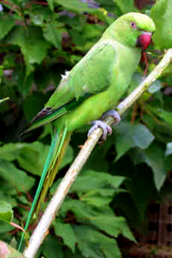 Indian ring neck Parrot