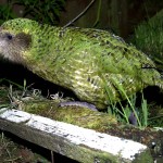 Kakapo Bird , 8 Nice Kakapo Parrot In Birds Category