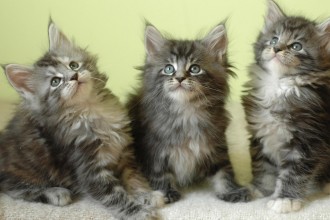 Kittens Maine Coon , 7 Popular Coon Cat Pictures In Cat Category
