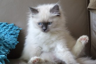 Kittens Ragdoll , 5 Gorgeous Ragdoll Cats Pictures In Cat Category