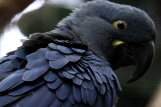 Lear's Macaw in Birds