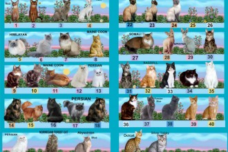 List of Cat Breeds in Skeleton