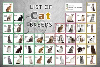 List Of Cat Breeds , 6 Best List Of Cat Breeds With Pictures In Cat Category