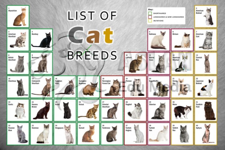 Cat , 6 Best List Of Cat Breeds With Pictures : List Of Cat Breeds