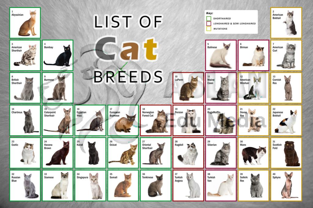 List Of Cat Breeds Biological Science Picture Directory Pulpbits