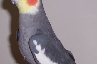 Lutino cockatiel in Birds