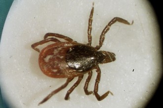 Lyme disease in Dogs in Spider