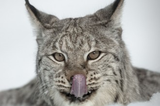 Lynx Cat Face , 5 Gorgeous Pictures Of Lynx Cats In Cat Category