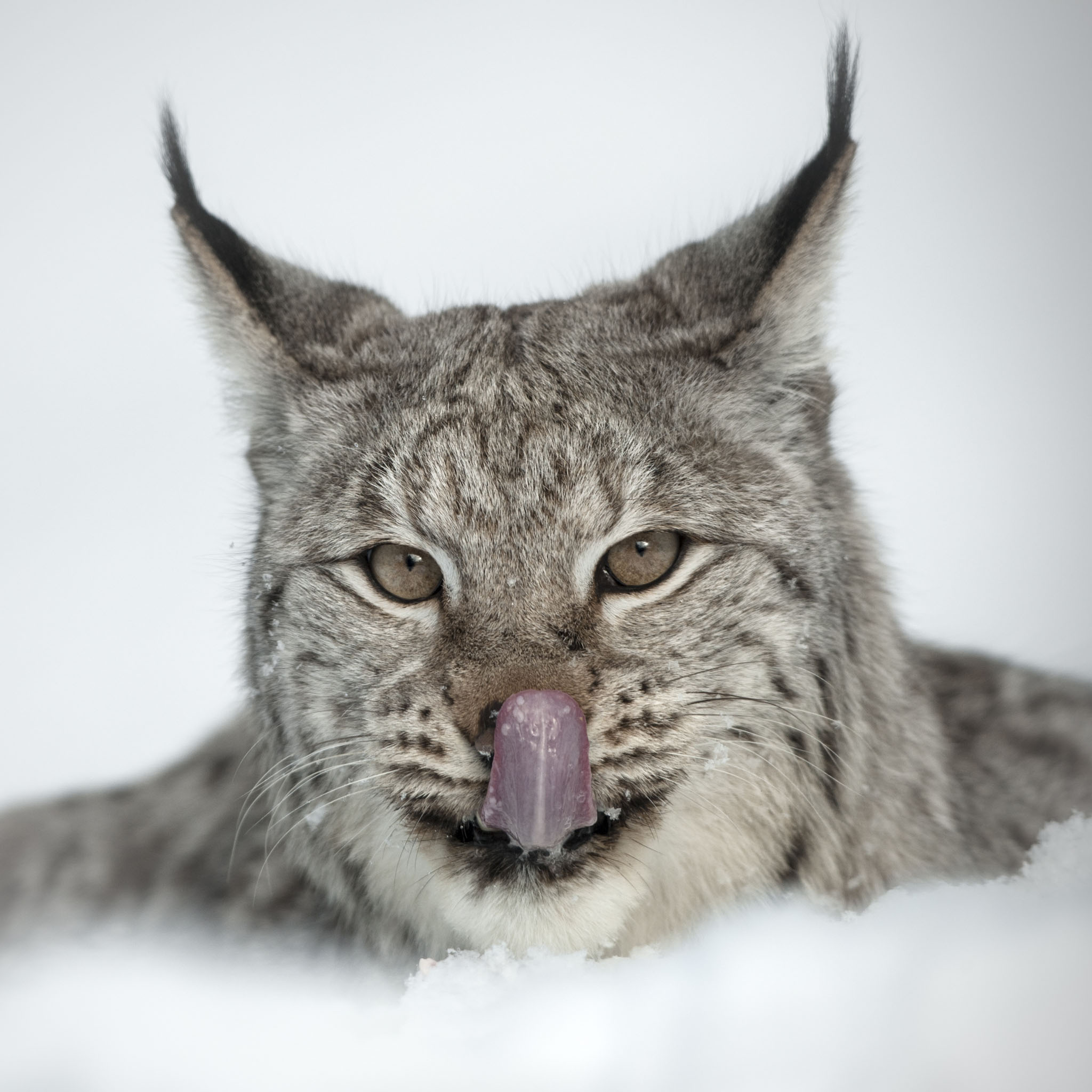 Lynx Cat Face Biological Science Picture Directory