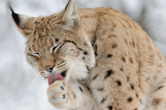 Lynx Cats in Microbes