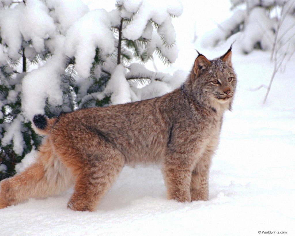 Lynx cat