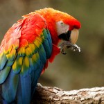 Macaw , 7 Good Macaw Lifespan In Birds Category