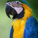 Macaw Bird Pictures , 8 Beautiful Macaw Facts In Birds Category