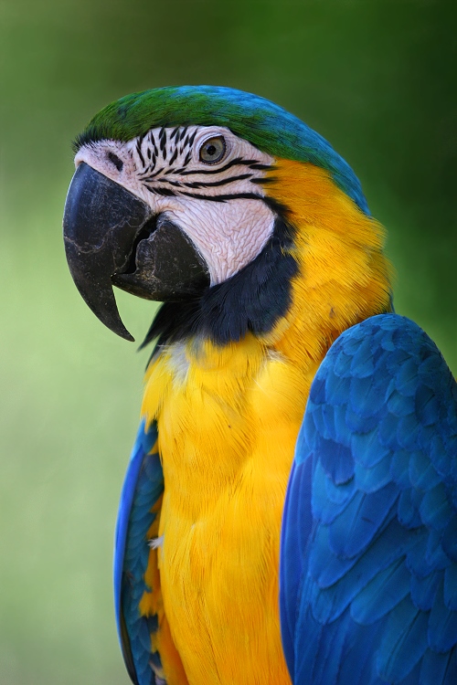 Macaw Bird Pictures : Biological Science Picture Directory – Pulpbits.net