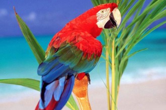 Macaw Birds , 7 Cool Pictures Of Macaws In Birds Category