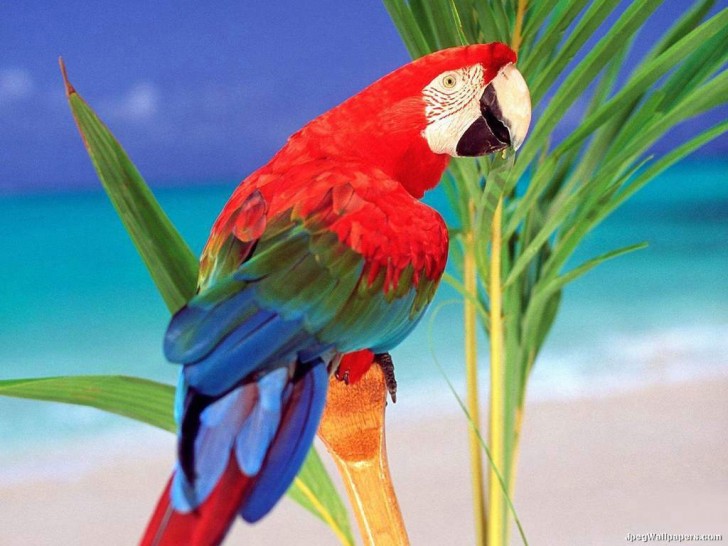 Birds , 7 Cool Pictures Of Macaws : Macaw Birds