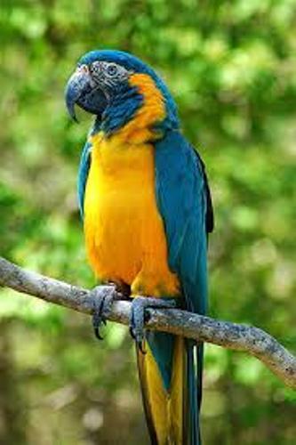 Birds , 8 Beautiful Macaw Facts : Macaw Fact