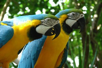 Macaw Parrots , 6 Beautiful Parrot Lifespan In Birds Category