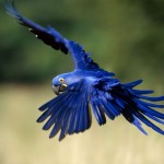 Macaw Pictures , 7 Cool Macaw Facts For Kids In Birds Category