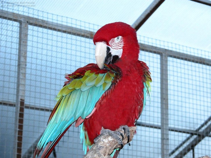 Birds , 8 Charming Green Wing Macaw : Macaw Pictures