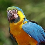 Macaw photo , 7 Lovely Glaucous Macaw In Birds Category