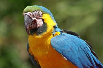 Macaw Photo , 7 Lovely Glaucous Macaw In Birds Category