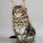 Maine Coon , 6 Cute Maine Coon Cats Pictures In Cat Category