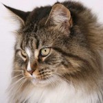 Maine Coon Cat Pictures , 7 Beautiful Pictures Of Maine Coon Cats In Cat Category