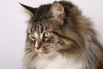 Maine Coon Cat Pictures , 7 Popular Coon Cat Pictures In Cat Category