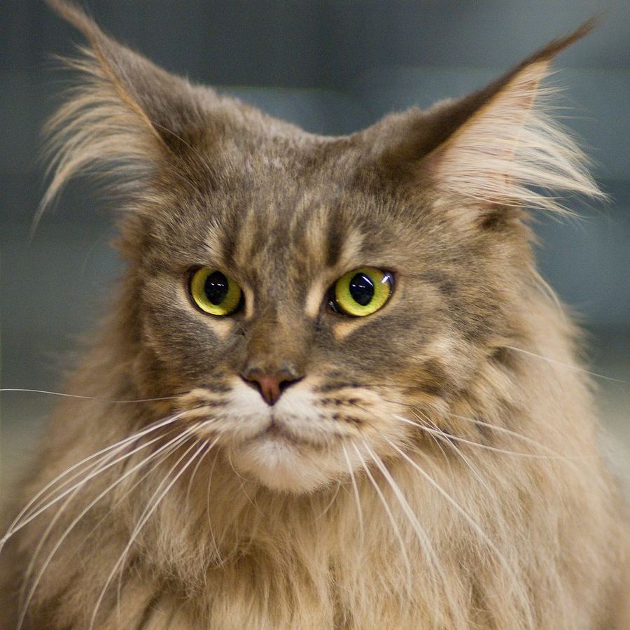 Maine Coon Cats : Biological Science Picture Directory – Pulpbits.net