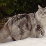Maine Coon Silver Tabby , 7 Popular Coon Cat Pictures In Cat Category