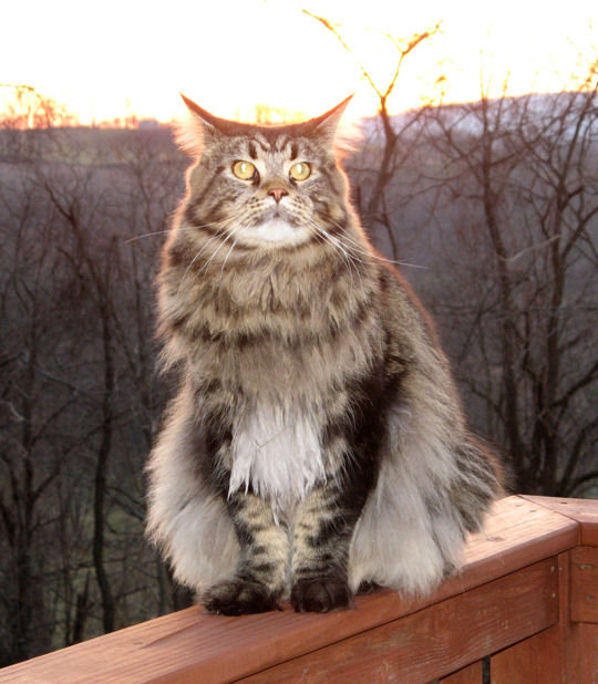 Cat , 7 Beautiful Pictures Of Maine Coon Cats : Maine Coon
