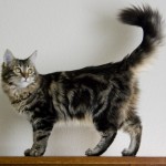 Maine coon , 6 Cute Maine Coon Cats Pictures In Cat Category