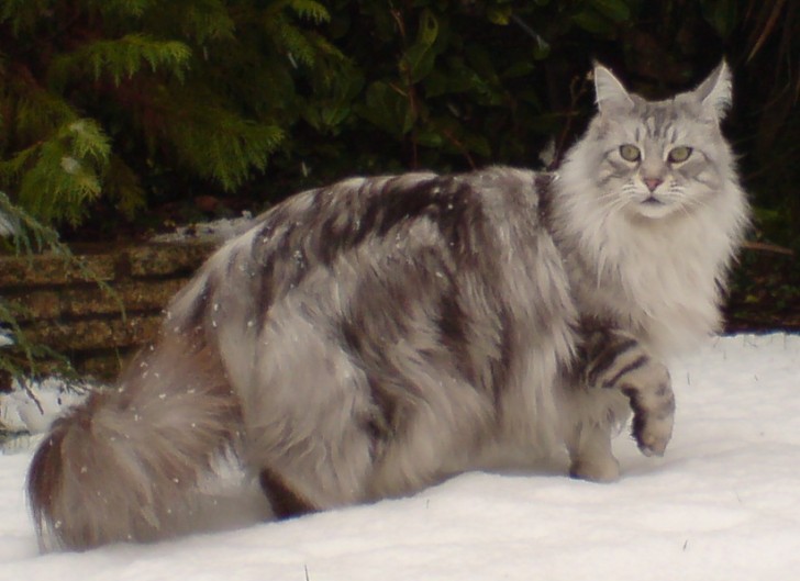 Cat , 6 Cute Maine Coon Cats Pictures : Maine Coon Cat Pictures