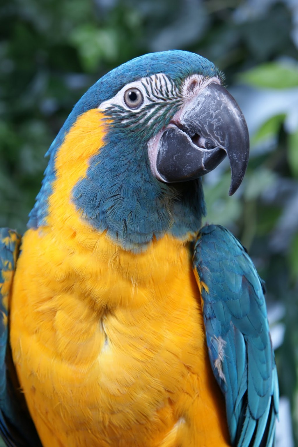 Makari the blue Throated Macaw