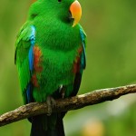 Male Eclectus Parrot , 7 Charming Eclectus Parrot In Birds Category