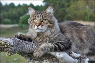 Male Maine Coon Cat , 7 Beautiful Pictures Of Maine Coon Cats In Cat Category