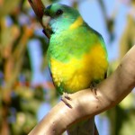 Mallee Ringneck Parakeet , 8 Nice Ringneck Parrot In Birds Category