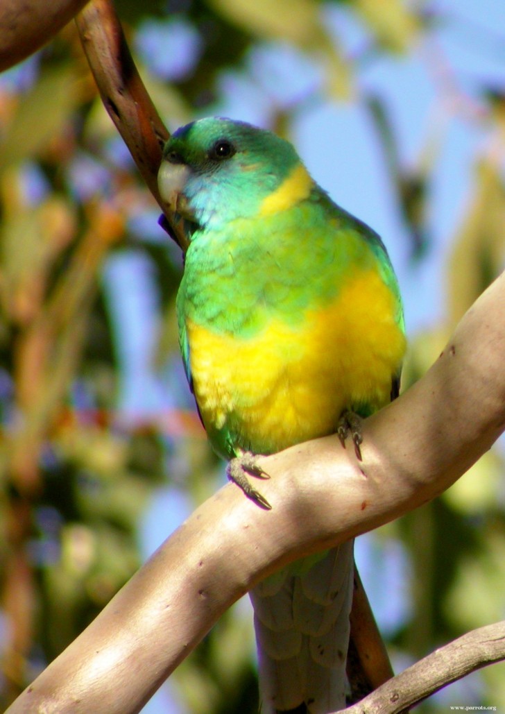 Birds , 8 Nice Ringneck Parrot : Mallee Ringneck Parakeet