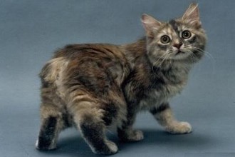 Manx Persian Cat , 5 Beautiful Manx Cat Pictures In Cat Category