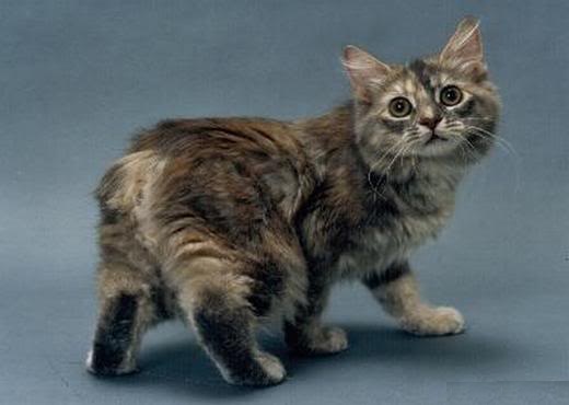 Cat , 5 Beautiful Manx Cat Pictures : Manx Persian Cat