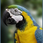 Mccaw Parrot , 7 Top Mccaw Parrot In Birds Category