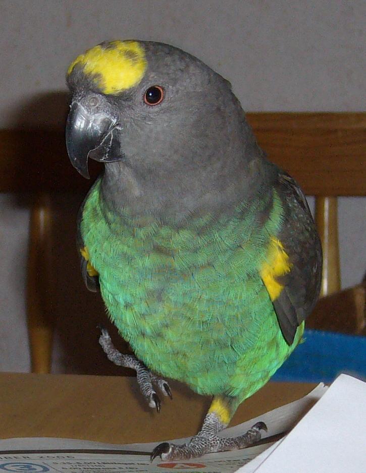 Meyers Parrot